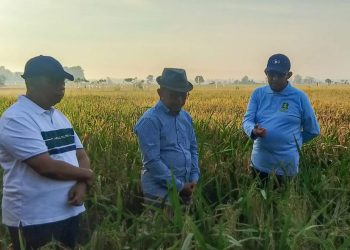 Pemkab Sumenep Uji Coba Padi Varietas Unggul, Percepat Swasembada Pangan