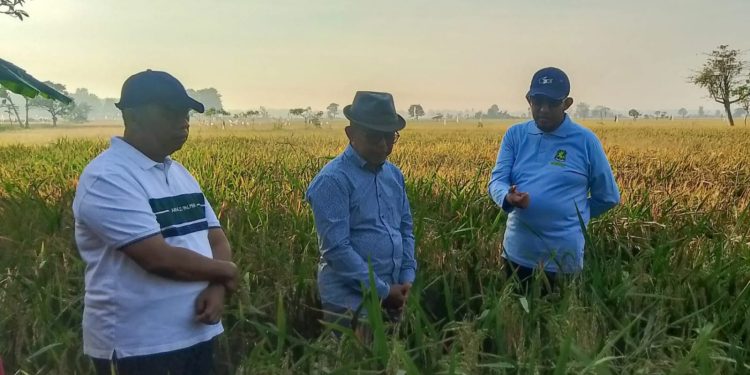 Pemkab Sumenep Uji Coba Padi Varietas Unggul, Percepat Swasembada Pangan