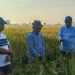 Pemkab Sumenep Uji Coba Padi Varietas Unggul, Percepat Swasembada Pangan